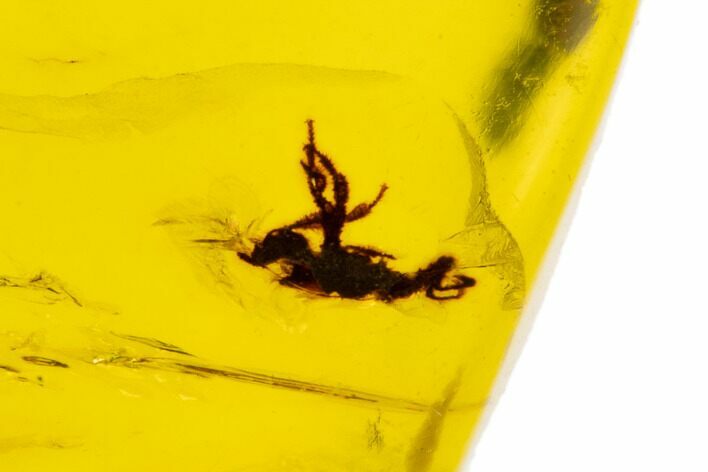 Polished Chiapas Amber With Insect Inclusion ( g) - Mexico #104288
